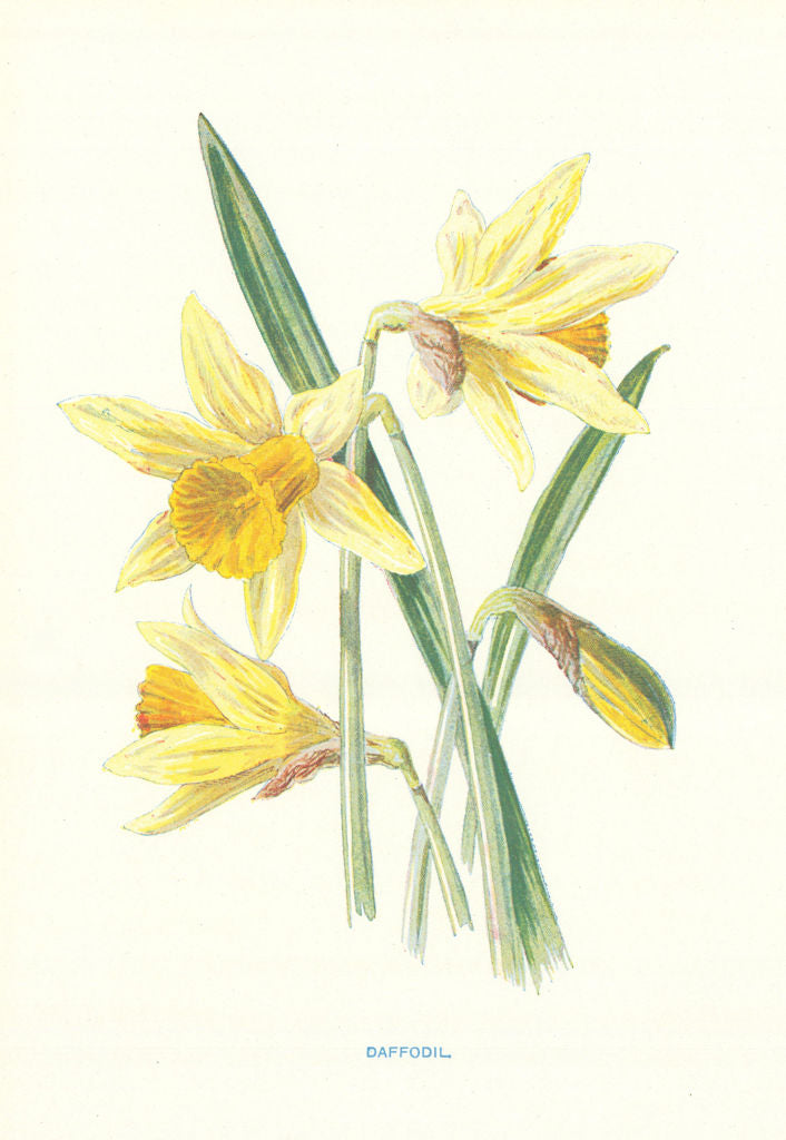 Daffodil. Wild Flowers by Frederick Edward Hulme c1895 old antique print